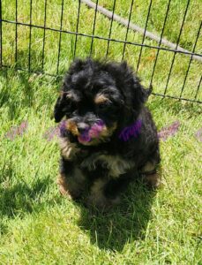 Oliver_0226_15wks_5