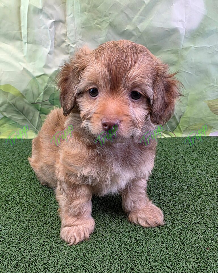 Benji8wks2